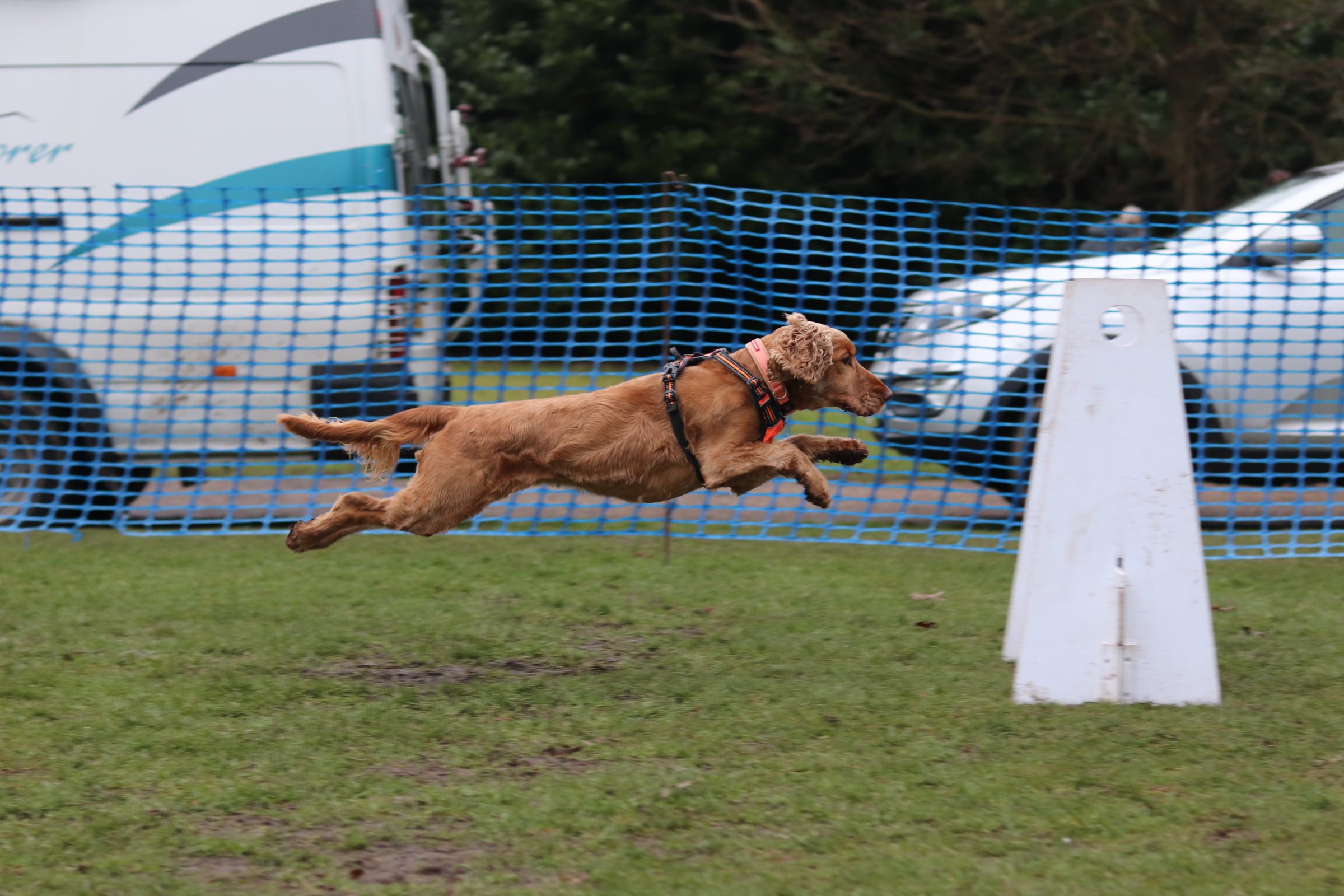 Action shot of Ollie jumping in mid air at Flyball