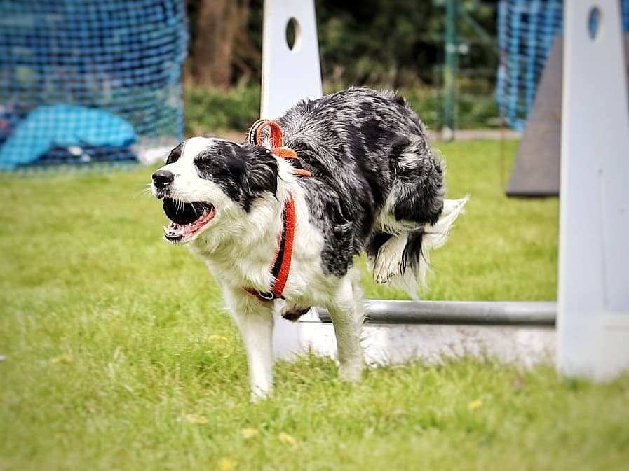 Minnie the border collie jumping over a hurdle with a ball in her mouth